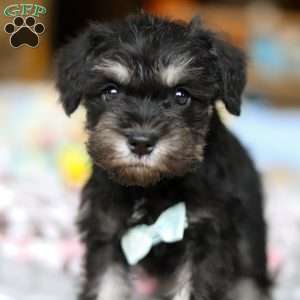 Chip, Miniature Schnauzer Puppy
